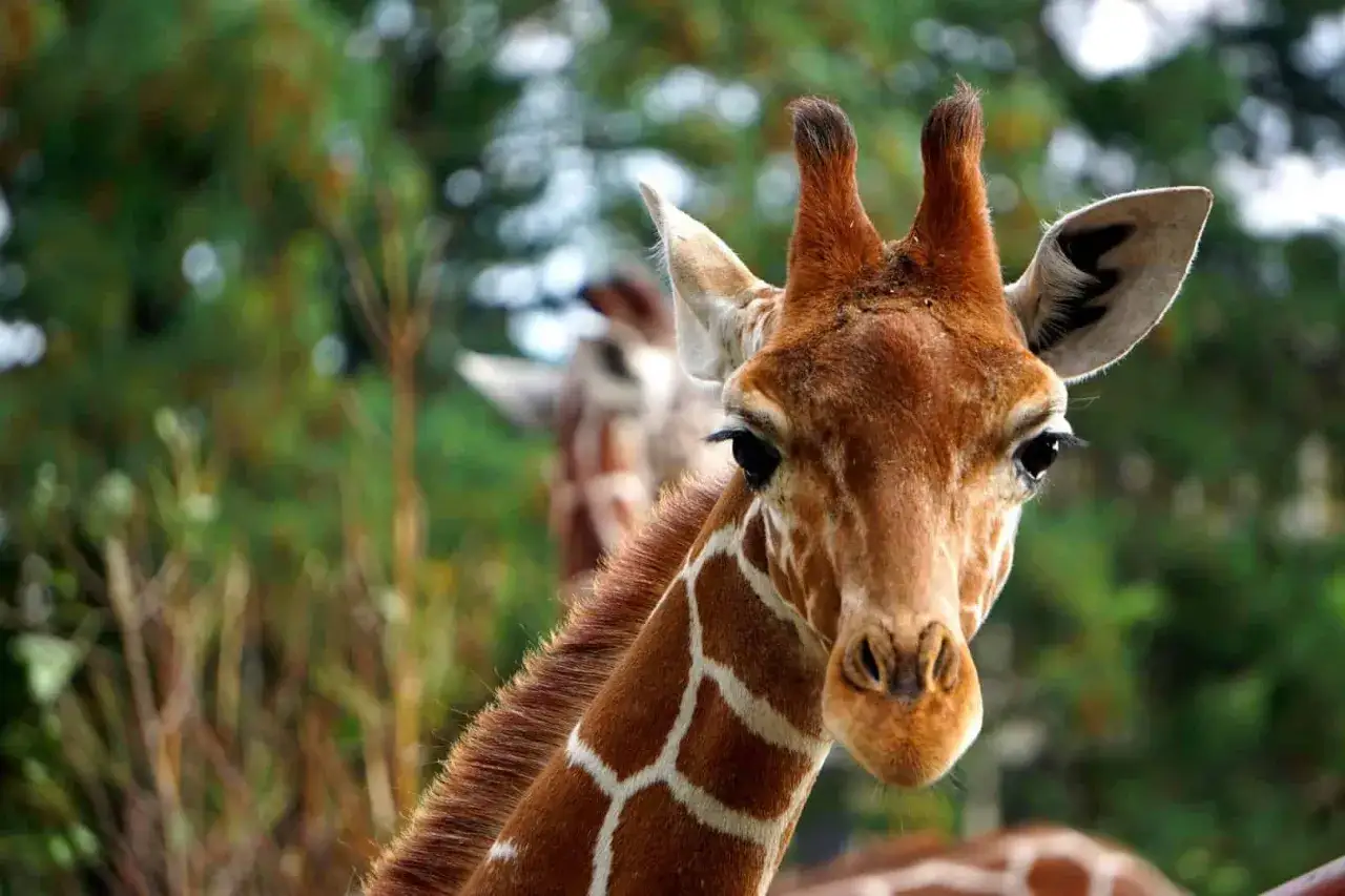 Żyrafy w zoo we Wrocławiu. Zwiedzanie zoo we Wrocławiu to wspaniała przygoda, kt&oacute;ra może trwać cały dzień.