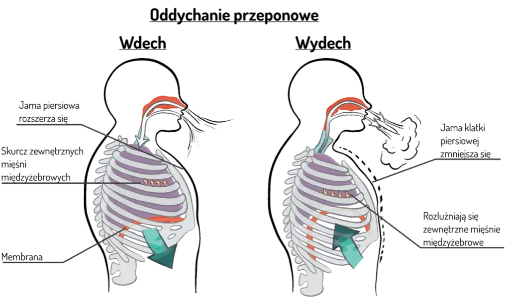 schemat oddychania przeponowego i piersiowego