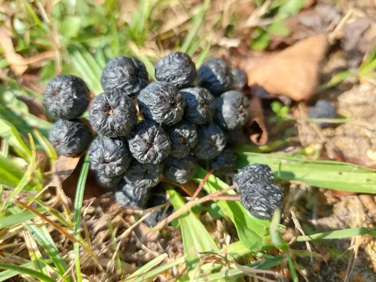 Świeże i suszone owoce aronii