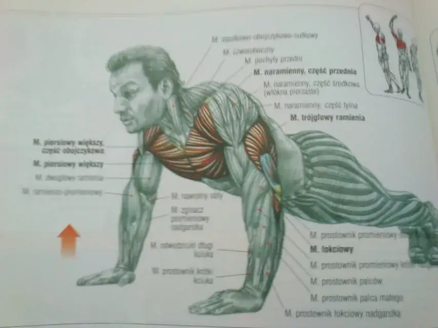 mięśnie pracujące podczas pompek
