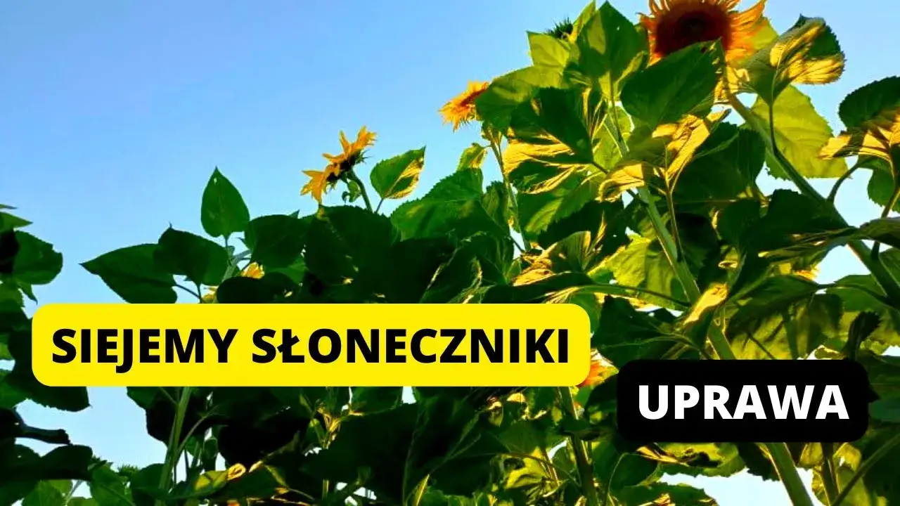 Zdjęcie Kiedy siać słonecznik do gruntu, aby uniknąć nieudanych plonów?