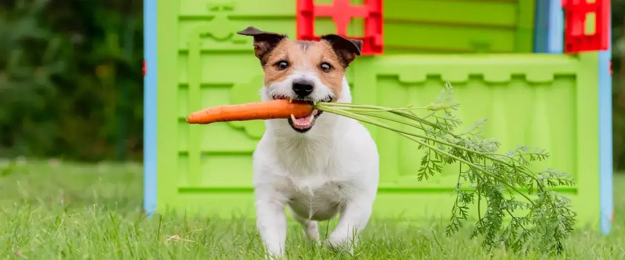 Szczeniak z marchewką w pysku biegnie po trawie. Czy szczeniak może jeść marchewkę? Tak, to zdrowa przekąska!
