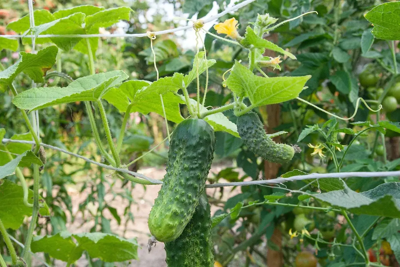Dojrzałe og&oacute;rki zwisają z pnączy, a obok kwitną ż&oacute;łte kwiaty. Czy og&oacute;rek to owoc? Botanicznie tak, ale kulinarnie warzywo.