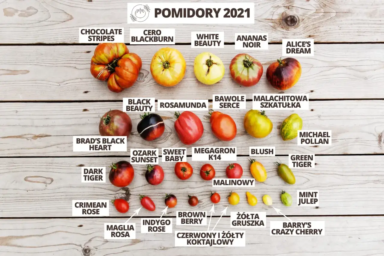 Różnorodne odmiany pomidorów, od dużych, prążkowanych po małe koktajlowe, inspirują do nauki, jak uprawiać pomidory.