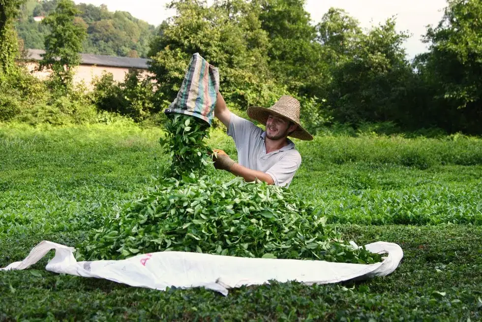 plantacja herbaty w g&oacute;rach