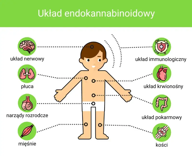 Schemat układu endokannabinoidowego