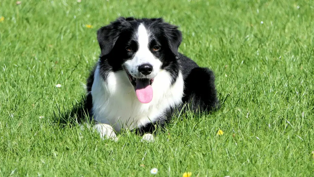 Border collie instynkt pasterski miasto