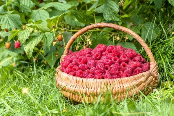 świeże maliny w koszyku