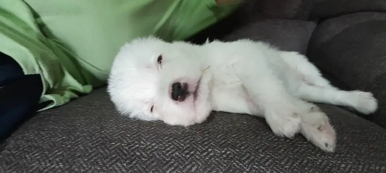 Śpiący biały szczeniak na kanapie. Zastanawiasz się, po jakim czasie można wydać szczeniaki? Ten maluch jeszcze potrzebuje mamy.