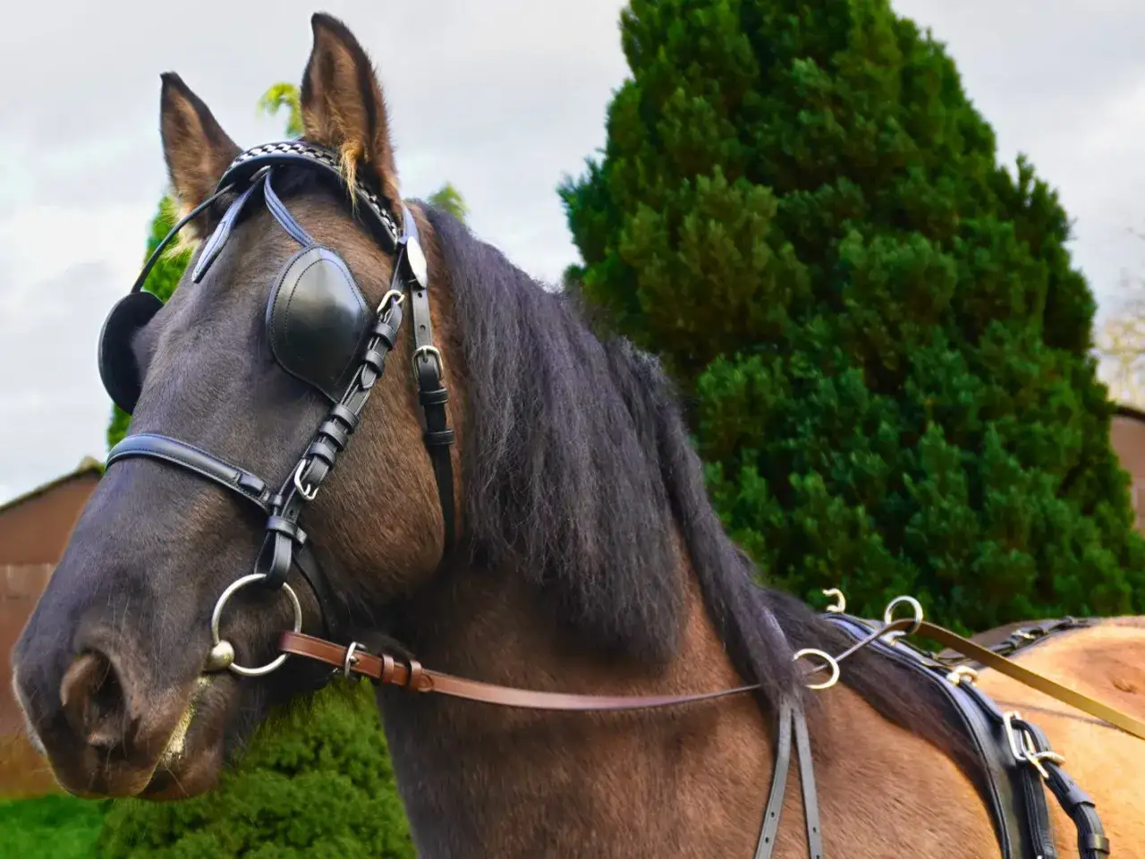 Koń w uprzęży z okularami. Skórzane szory dla konia zapewniają mu komfort podczas jazdy.