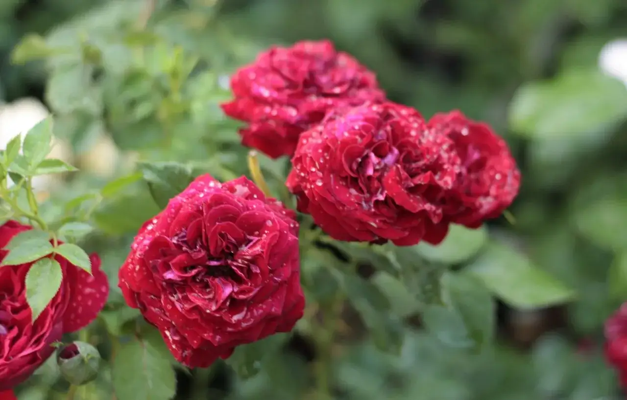 Pąsowa r&oacute;ża po deszczu, jej płatki lśnią kroplami wody. To symbol namiętności i piękna.