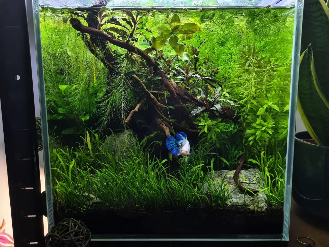 akwarium 25l z bojownikiem