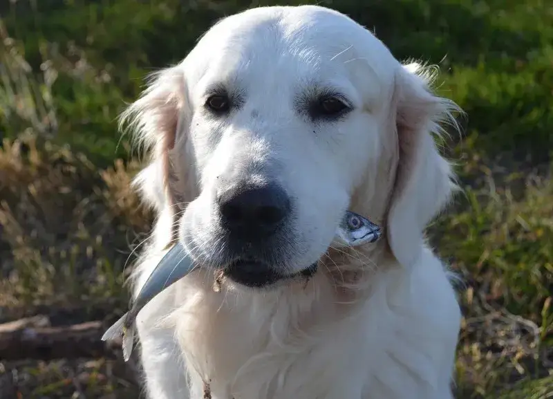 Zdjęcie Czy pies może jeść śledzie? Korzyści i zagrożenia dla zdrowia pupila