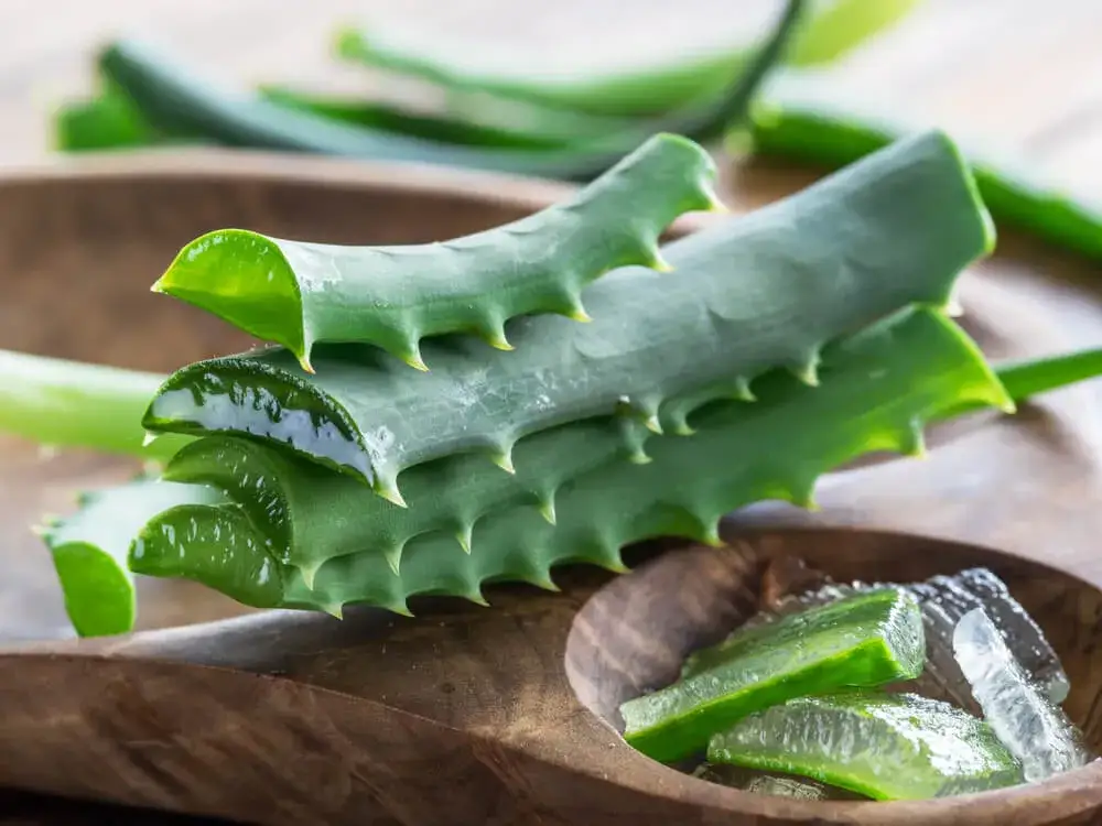 Aloes drzewiasty i aloes zwyczajny
