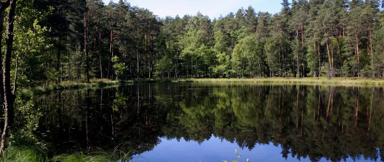 Spokojne jezioro odbija gęsty las, tworząc malowniczy krajobraz. To właśnie tutaj, gdzie są Bory Tucholskie, natura zachwyca swoim pięknem.