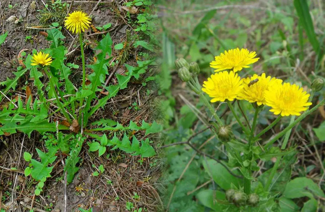 tabela porównawcza mniszek mlecz polny brodawnik pępawa