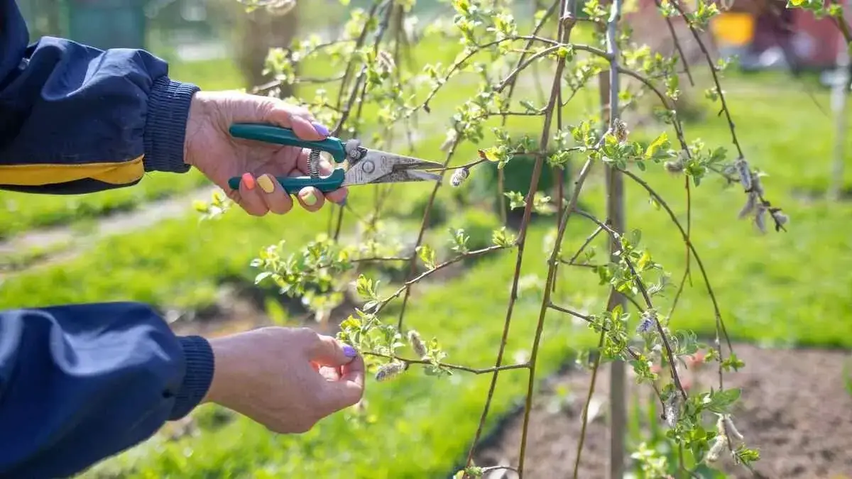 Zdjęcie Jak przycinać śliwy zdjęcia - efektywne techniki, które musisz znać