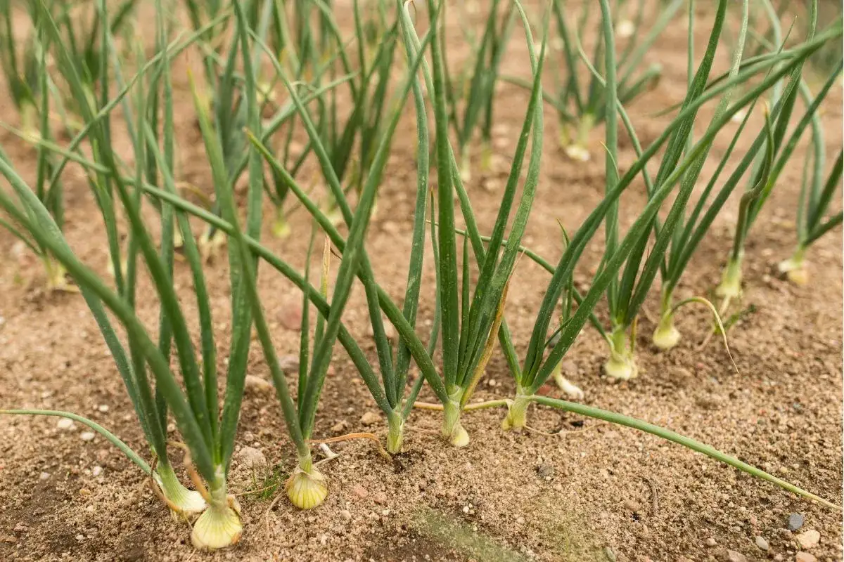 Cebula ozima w gruncie jesienią