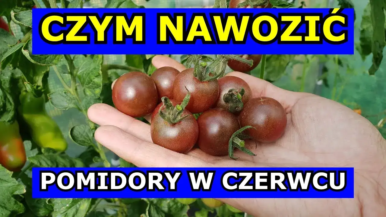 Zdjęcie Jakim nawozem podlewać pomidory, aby uzyskać obfite plony?