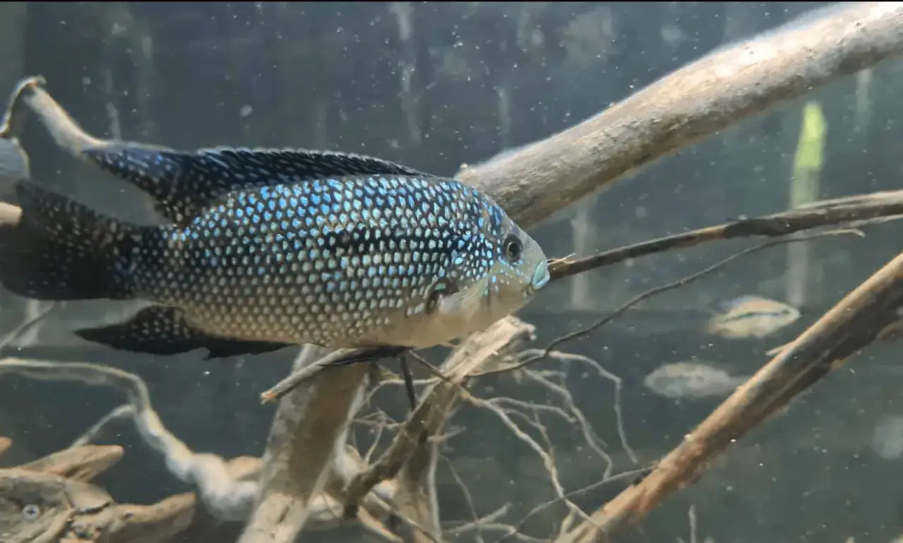 Zdjęcie Oceanarium Zakopane - Fascynujący świat ryb i podwodnych stworzeń