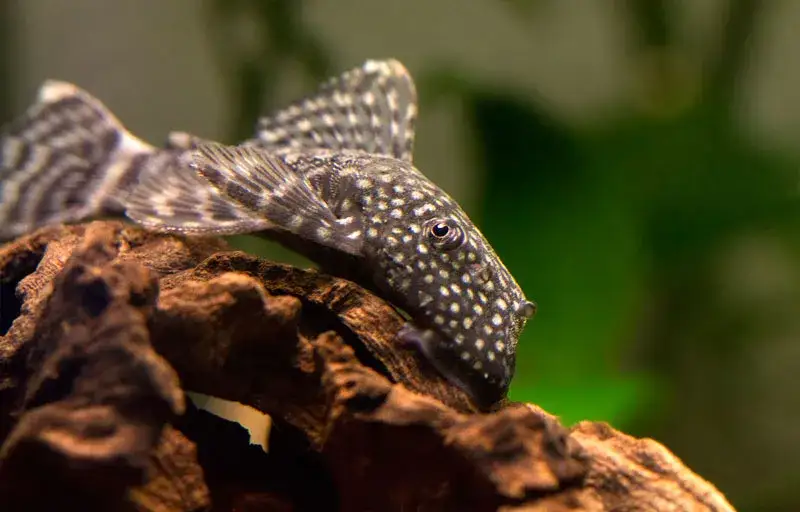 Zdjęcie Jak rozmnażają się glonojady? Sprawdź kluczowe warunki i porady