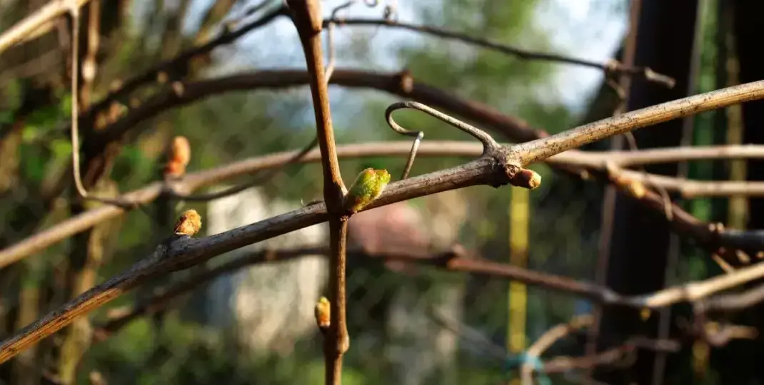 Zdjęcie Jak przycinać winogron latem, aby uzyskać słodsze owoce i lepsze plony