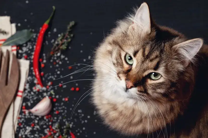 Zdjęcie Czy koty mogą jeść czosnek? Przeczytaj o zagrożeniach dla zdrowia