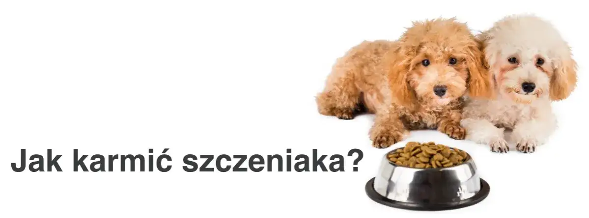 Zdjęcie Jak karmić szczeniaki – kluczowe zasady dla zdrowia i rozwoju pupila