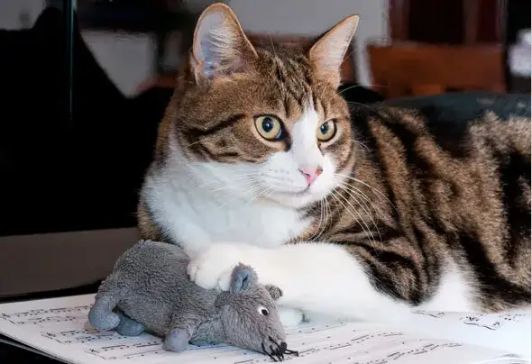 Zdjęcie Czy koty mogą jeść myszy? Odkryj zdrowe i niebezpieczne aspekty