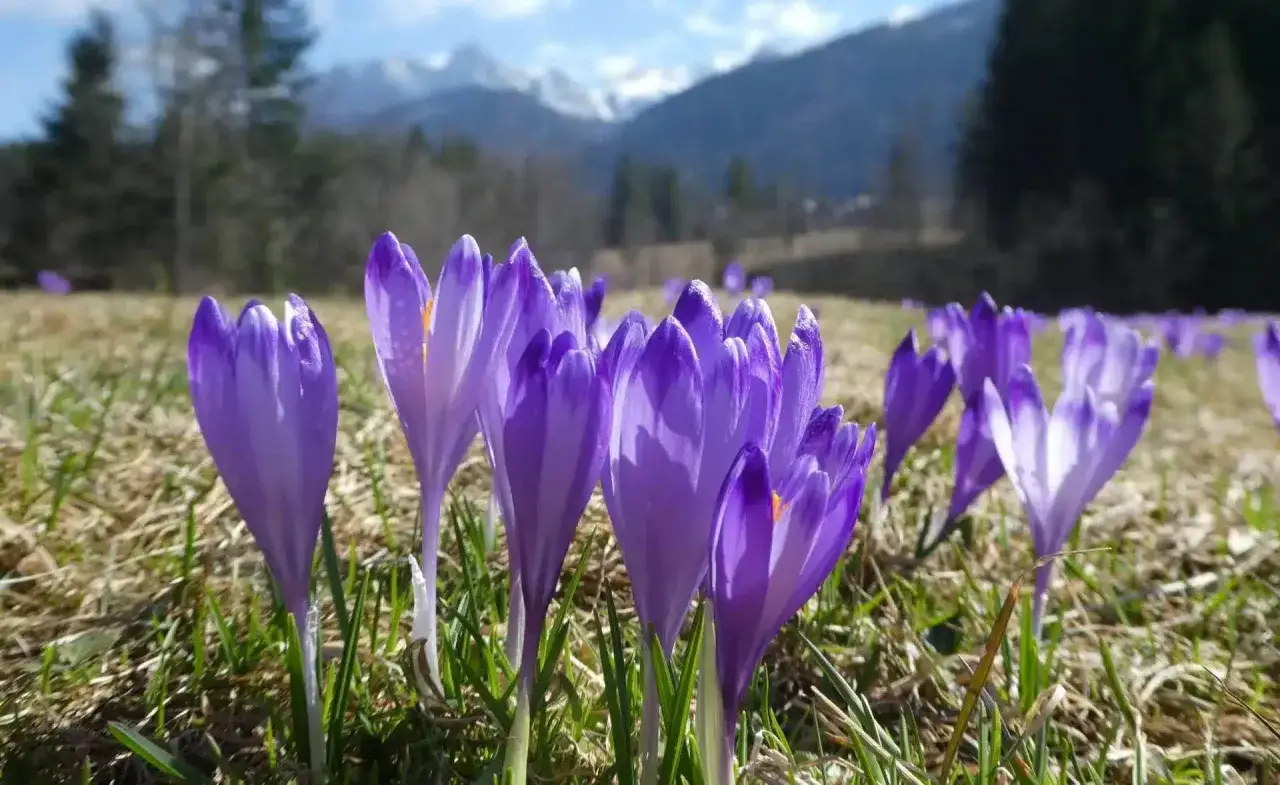 Zdjęcie Kiedy kwitną krokusy w dolinie chochołowskiej? Sprawdź najlepszy czas