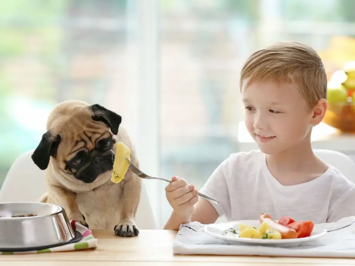 Zdjęcie Czy psy mogą jeść surowe ziemniaki? Oto, co musisz wiedzieć o ich bezpieczeństwie