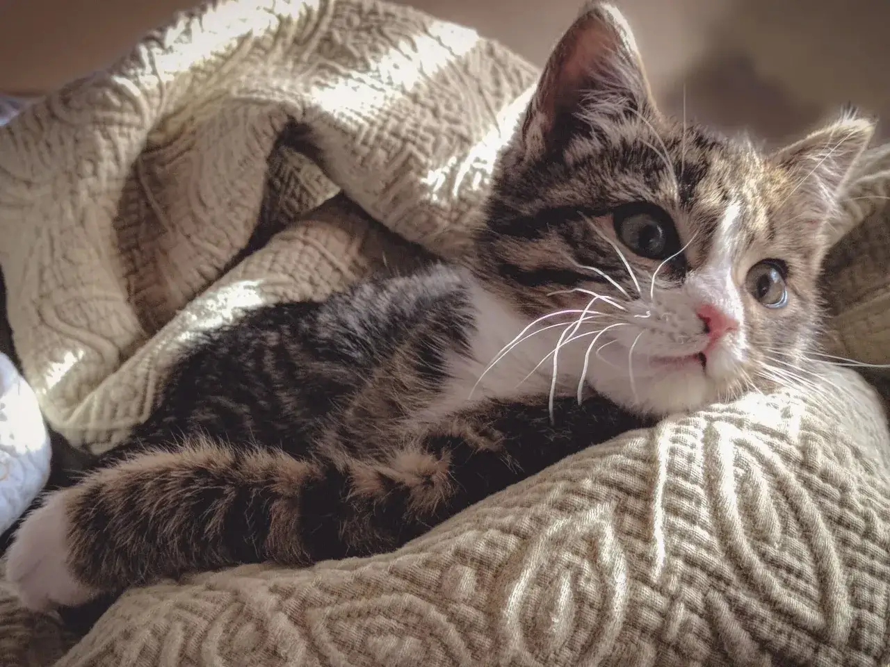 Zdjęcie Jak wyprać koc z sierści, aby skutecznie usunąć włosy zwierząt