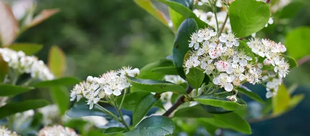 Zdjęcie Jak kwitnie aronia? Czas i piękno kwiatów aronii w ogrodzie