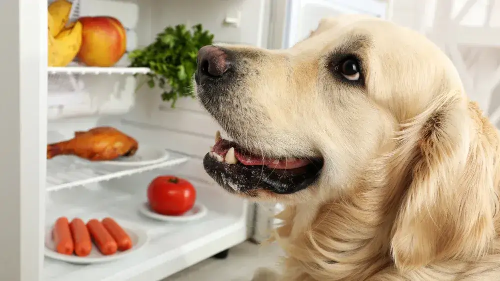 Zdjęcie Jak bezpiecznie podawać kurę dla psa - wszystko co musisz wiedzieć