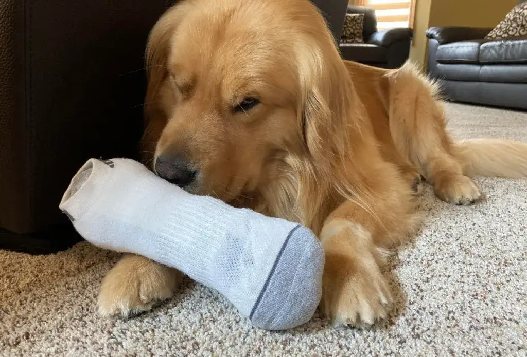 Zdjęcie Jak zrobić zabawki dla psa - proste pomysły, które zaoszczędzą pieniądze