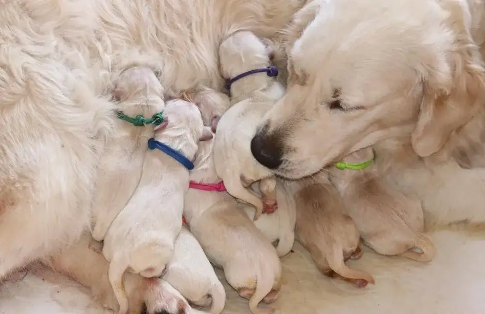Zdjęcie Ile można zarobić na hodowli psów? Poznaj realia biznesu