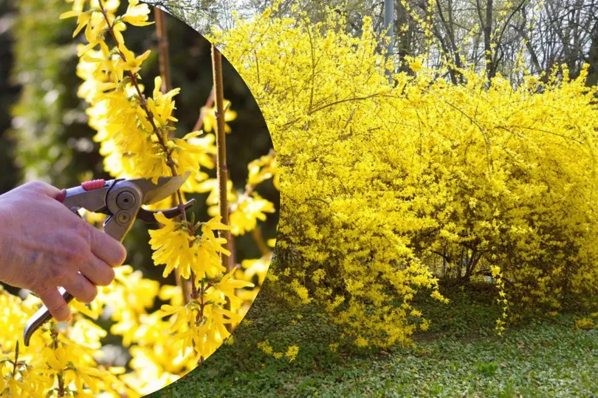 Przycinanie forsycji po kwitnieniu zapewni obfite kwitnienie w przyszłym roku.