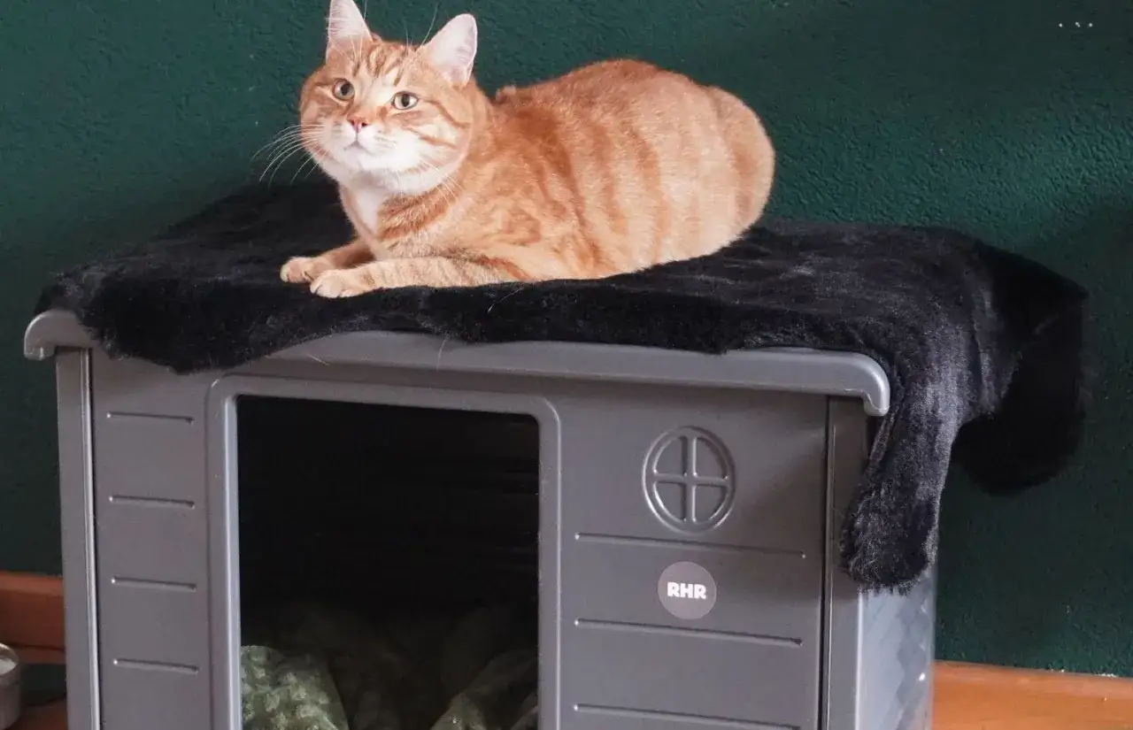 Pomarańczowy kot odpoczywa na czarnym futerku, kt&oacute;re przykrywa szary domek. To dow&oacute;d na troskliwą opiekę nad kotem.