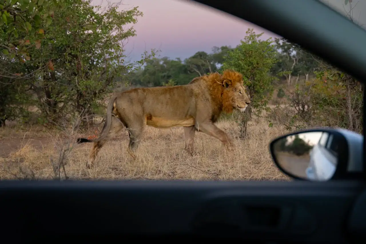 Lew przechadza się po sawannie w Parku Krugera. Widok z samochodu, idealny na safari. Park Krugera ceny są warte takich widok&oacute;w.