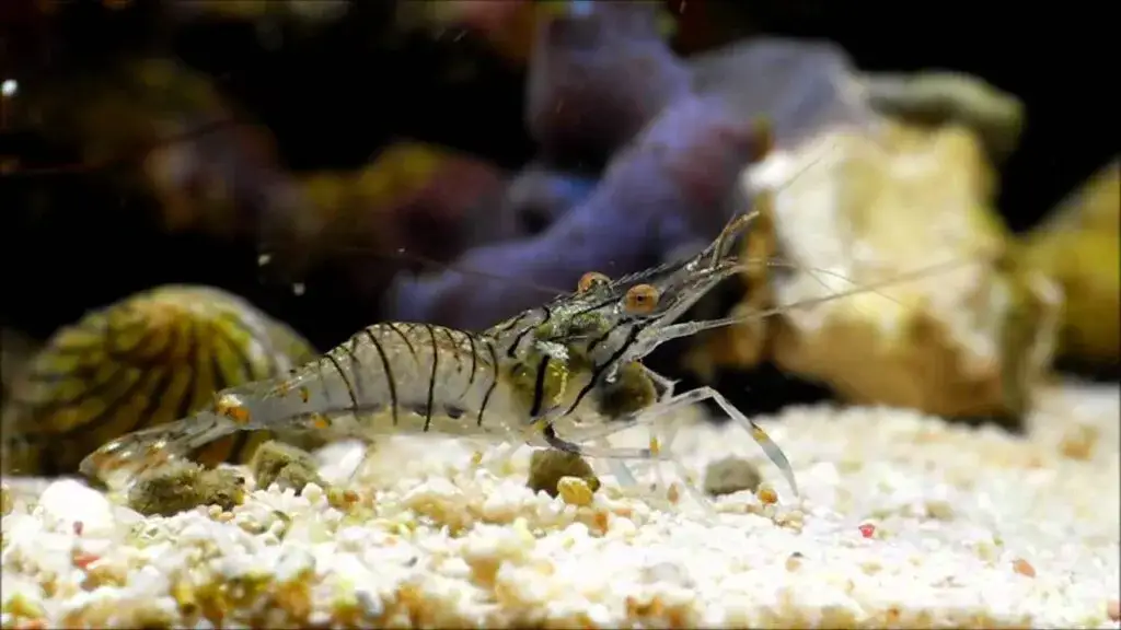 krewetka bałtycka, krewetka atlantycka, krewetka orientalna porównanie