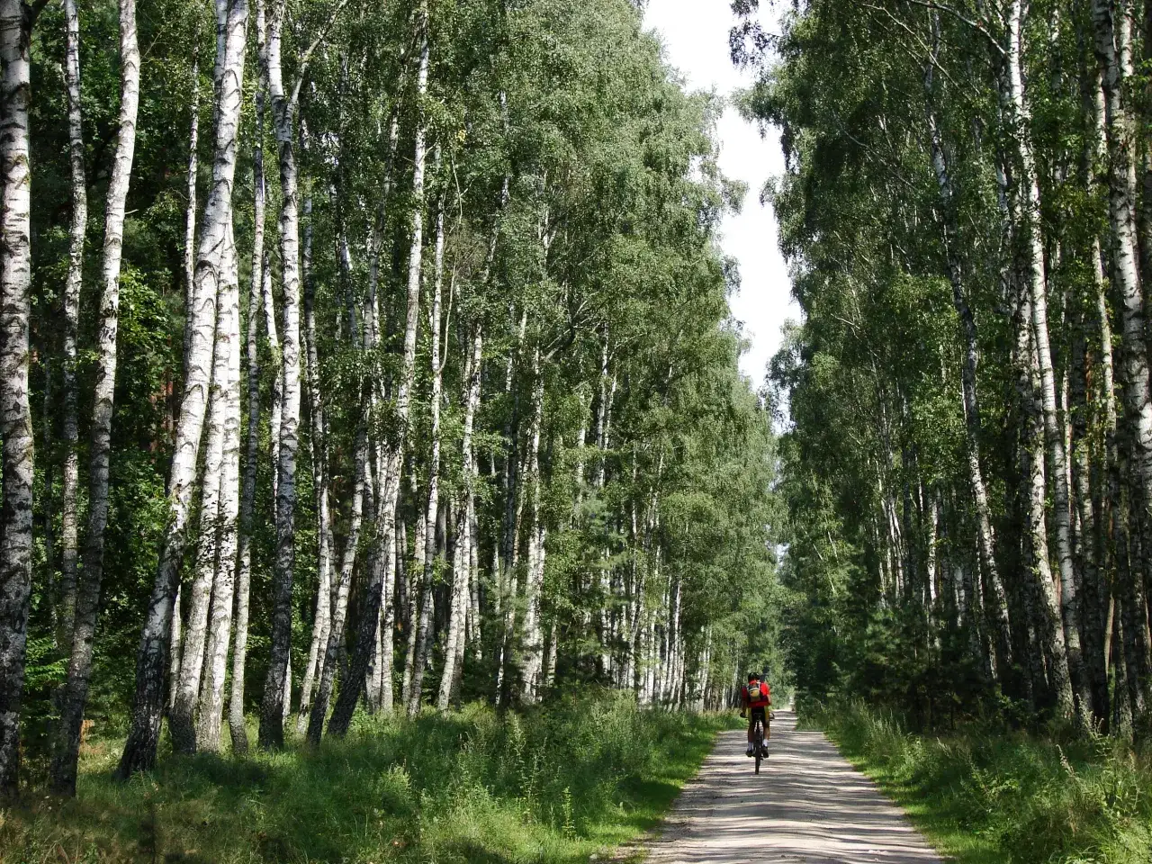 Rowerzysta przemierza leśną drogę, otoczoną przez brzozy. To idealne miejsce na odkrywanie szlaku stu jezior.