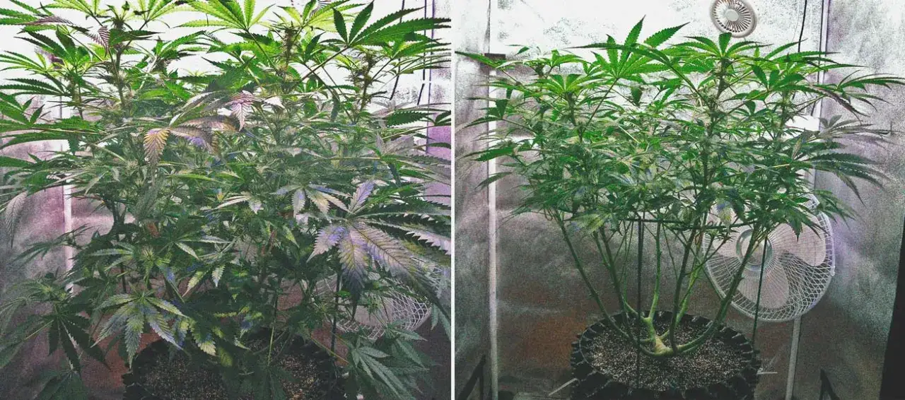 roślina konopi przed i po defoliacji
