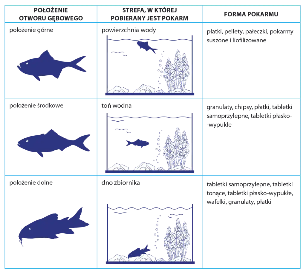 różne rodzaje pokarmów dla rybek akwariowych