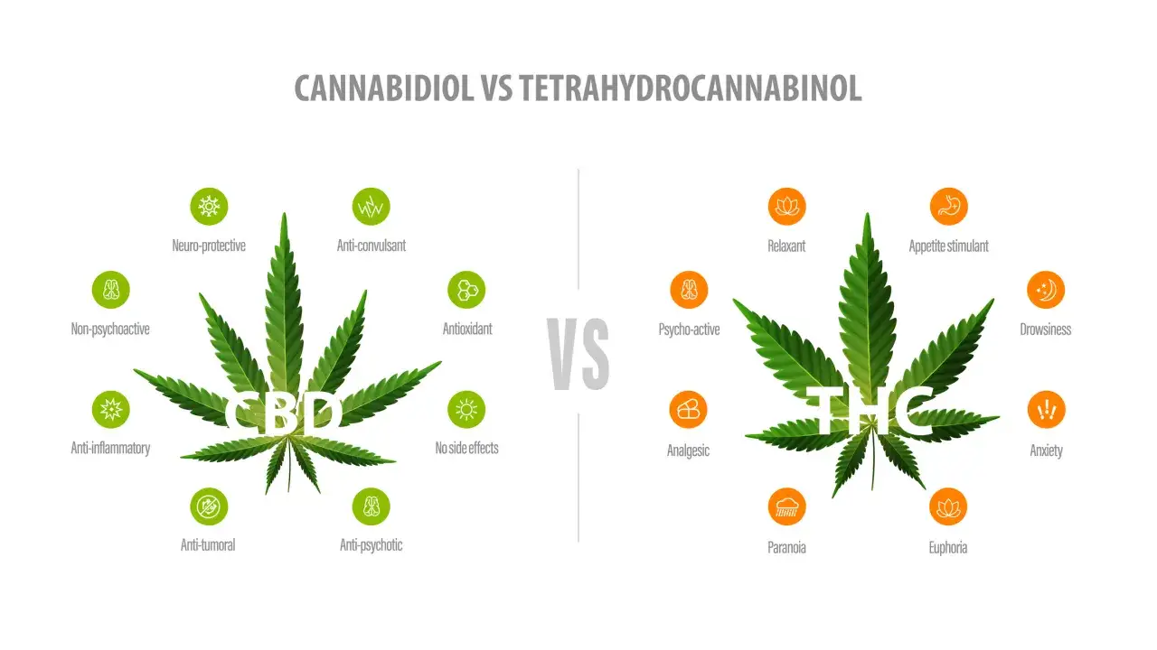 THC vs CBD por&oacute;wnanie