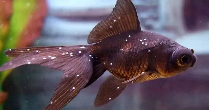 ryba w słoiku kontra ryba w akwarium, cierpienie ryby