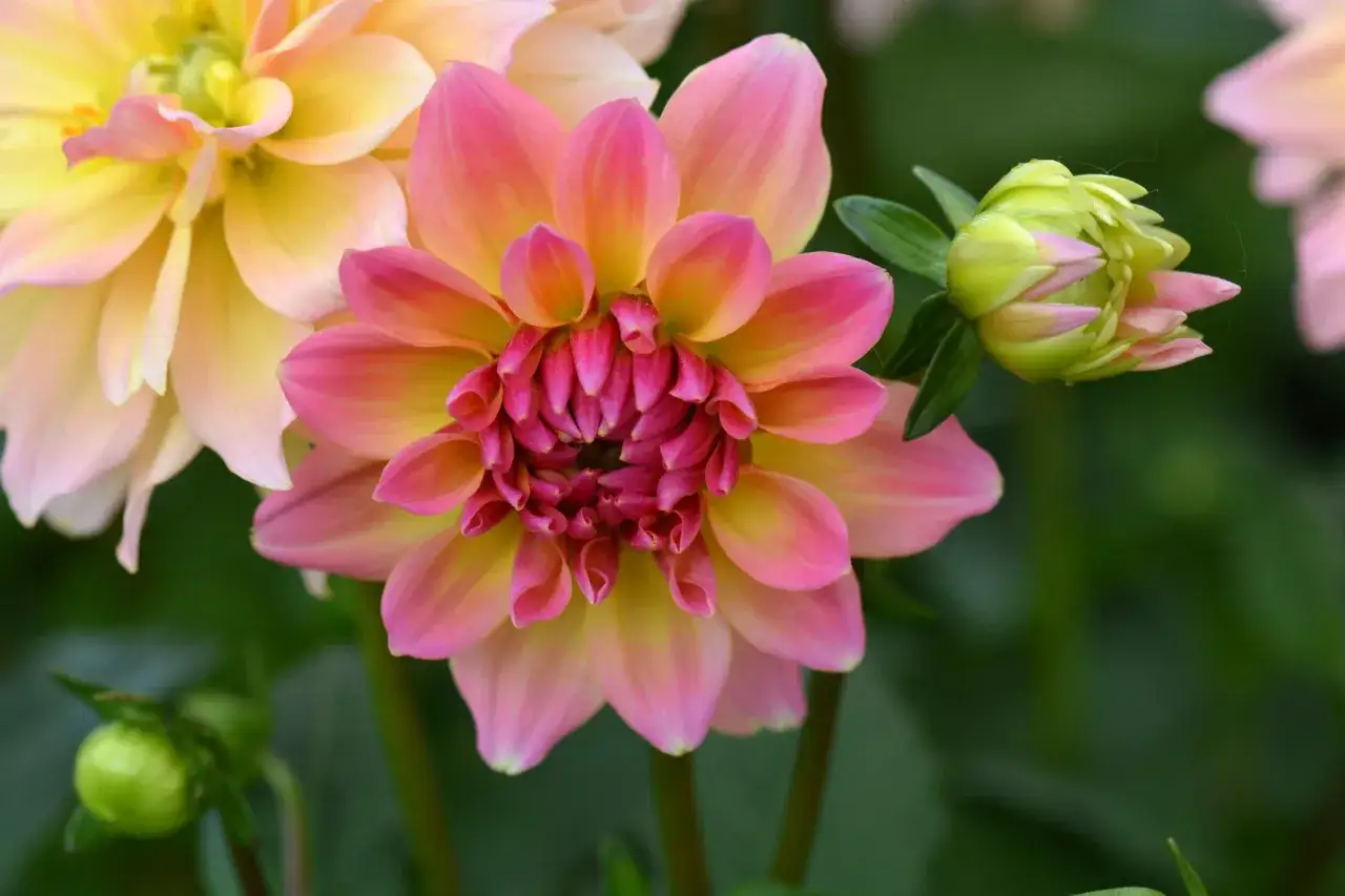 Dalie inaczej: r&oacute;żowo-ż&oacute;łta dalia z pąkami w tle.