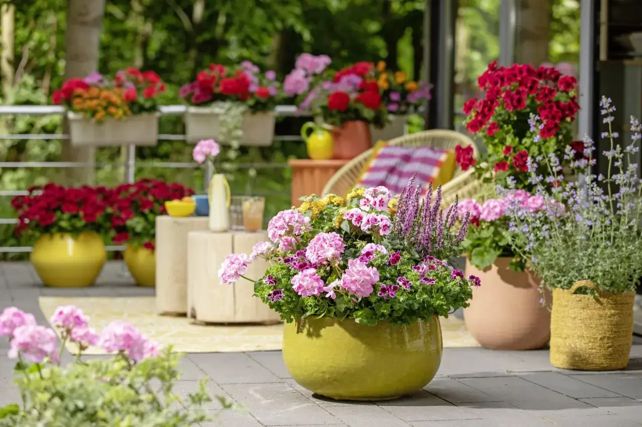 Kolorowe kwiaty na taras długo kwitnące w donicach tworzą radosną kompozycję.
