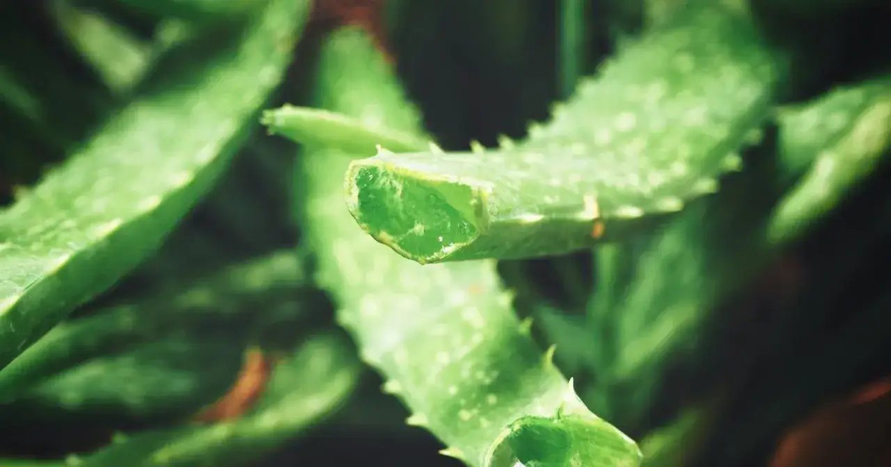 Zielone, soczyste liście aloesu, znane ze swoich właściwości wspierających odporność.