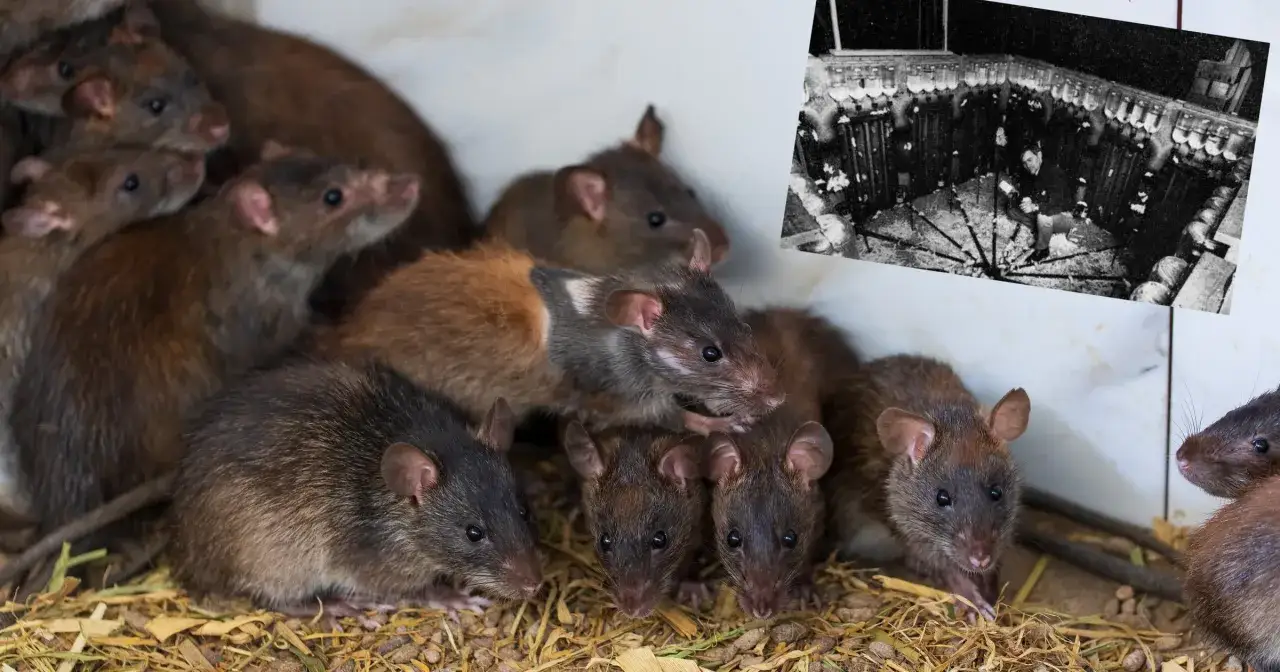 model środowiska Universe 25