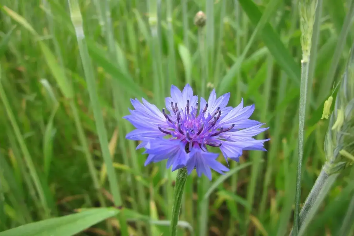 Chaber bławatek purpurowy w zbożu